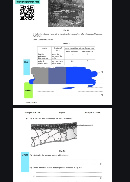 Scan for explanation video 
hydraphyte. A student investigated the density of stomala on the leaves of two different species of freshwater 
Table 4.1 shows the results. 
Table 4.1
Direat 
. [1] 
Thinking_ 
_ 

Dr.Nihal Gabr 
Biology IGCSE 0610 Paper 4 Transport in plants 
(c) Fig. 4.2 shows a section through the leaf of a water lily. 
Fig. 4.2 
Direct (i) State why the palisade mesophyll is a tissue. 
_ 
_[1] 
(ii) Name two other tissues that are present in the leaf in Fig. 4.2. 
_1 
_2 
2]