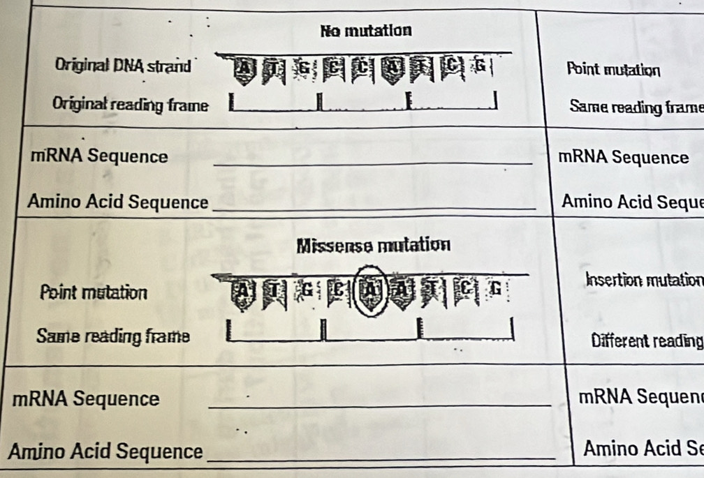 No mutation 
Original DNA strand Point mulation 
Original reading frame Same reading frame 
mRNA Sequence _mRNA Sequence 
Amino Acid Sequence _ Amino Acid Seque 
Missense mutation 
Insertion mutation 
Point mutation 
Same reading frame Different reading 
mRNA Sequence _ mRNA Sequen 
Amino Acid Sequence _ Amino Acid S