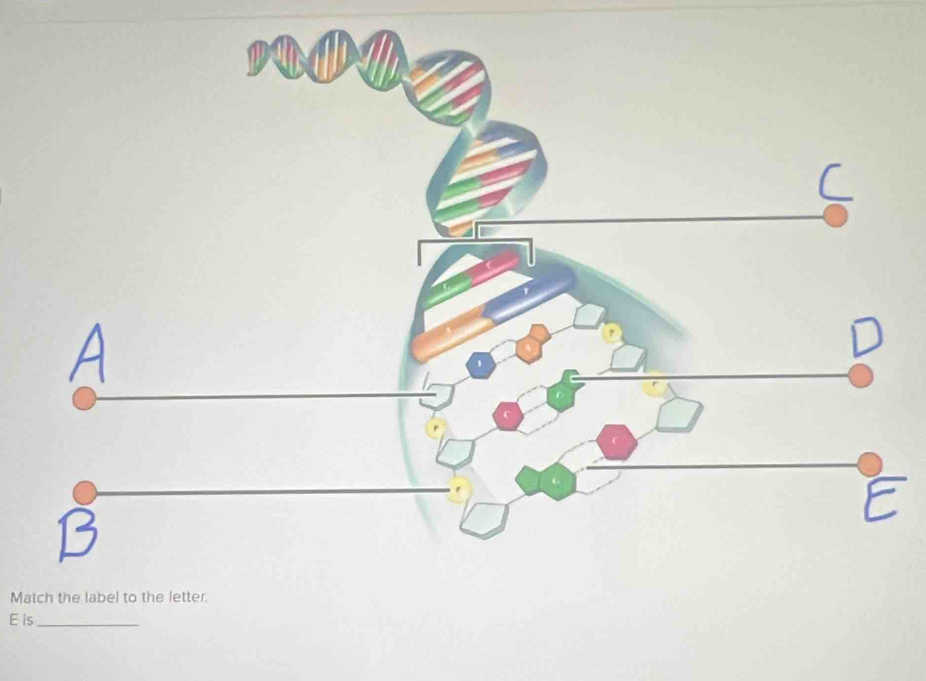 Match the label to the letter.
E is_