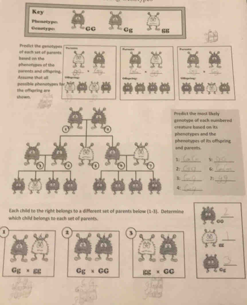 Key
Phenotype
Genotypes GG Gg 68
Predict the genotypes Paiints Psreate
of each set of parents
based on the
phenotypes of the
parents and offspring. _. __× __._
Assume that all OMagetigs
possible phenotypes for
the offspring are
2
shown.
redict the most likely
enotype of each numbered
eature based on its
henotypes and the
henotypes of its affspring
nd parents.
: 5:
__
;_ 6:
_
: _7;
_
4
_
_
Each child to the right belongs to a different set of parents below (1-3). Determine
which child belongs to each set of parents.
GG
z
3
_
_
Gg* gg
Gg* GG
gg* GG
Gg