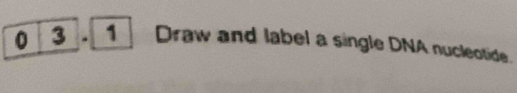 0 3 . 1 Draw and label a single DNA nucleotide.