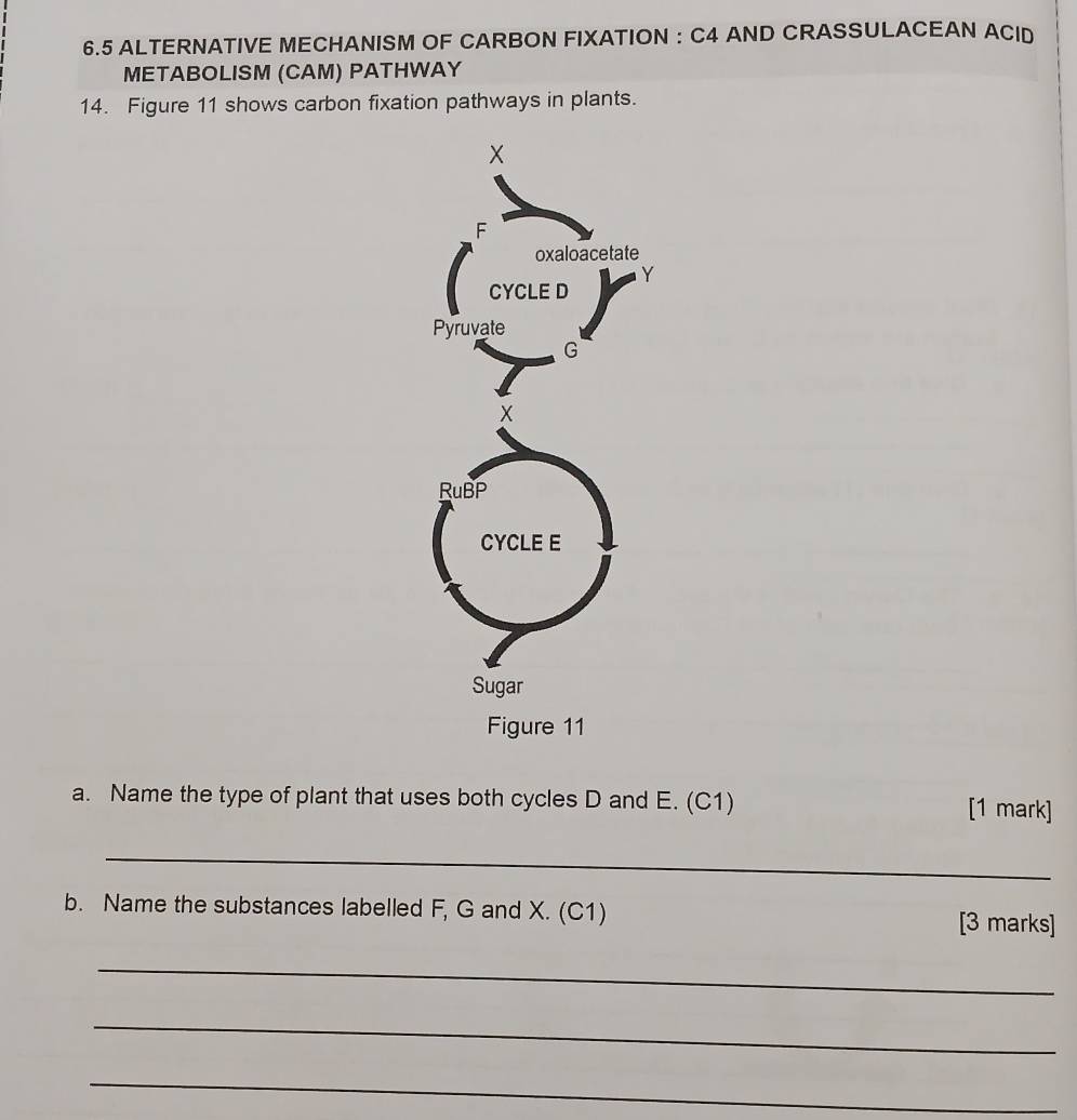 6.5 ALTERNATIVE MECHANISM OF CARBON FIXATION : C4 AND CRASSULACEAN ACID 
METABOLISM (CAM) PATHWAY 
14. Figure 11 shows carbon fixation pathways in plants. 
a. Name the type of plant that uses both cycles D and E. (C1) [1 mark] 
_ 
b. Name the substances labelled F, G and X. (C1) [3 marks] 
_ 
_ 
_