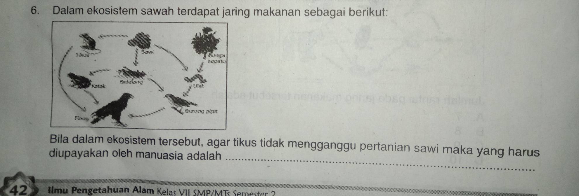 Dalam ekosistem sawah terdapat jaring makanan sebagai berikut: 
_ 
Bila dalam ekosistem tersebut, agar tikus tidak mengganggu pertanian sawi maka yang harus 
diupayakan oleh manuasia adalah 
42 Ilmu Pengetahuan Alam Kelas VII SMP/MT Semester 2