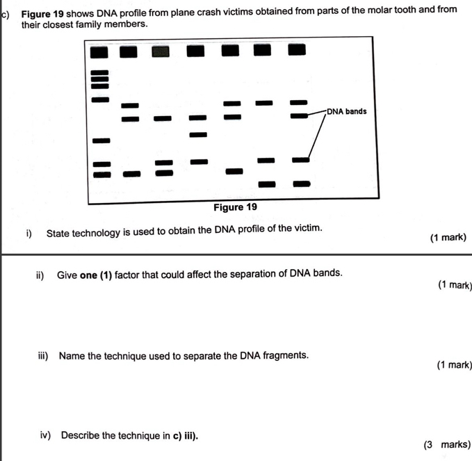 Figure 19 shows DNA profile from plane crash victims obtained from parts of the molar tooth and from 
their closest family members. 
i) State technology is used to obtain the DNA profile of the victim. 
(1 mark) 
ii) Give one (1) factor that could affect the separation of DNA bands. 
(1 mark) 
iii) Name the technique used to separate the DNA fragments. 
(1 mark) 
iv) Describe the technique in c) iii). 
(3 marks)