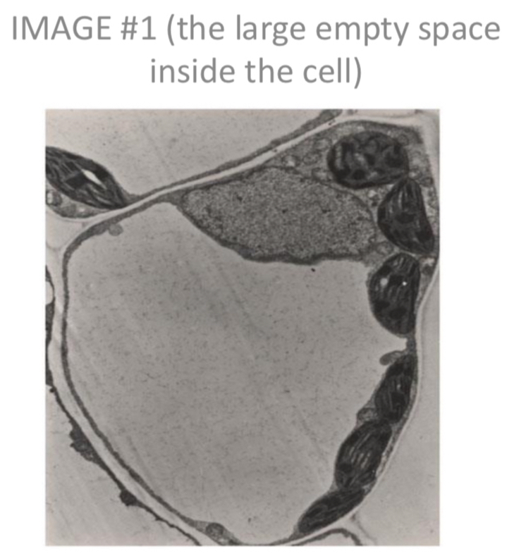 IMAGE #1 (the large empty space 
inside the cell)