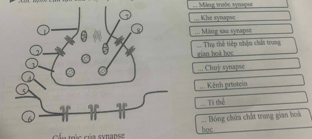 ... Màng trước synapse 
.. Khe synapse 
... Màng sau synapse 
... Thụ thể tiếp nhận chất trung 
gian hoá học 
... Chuỳ synapse 
... Kênh prtotein 
Ti thể 
.. Bóng chứa chất trung gian hoá 
Cu trúc của synapse học