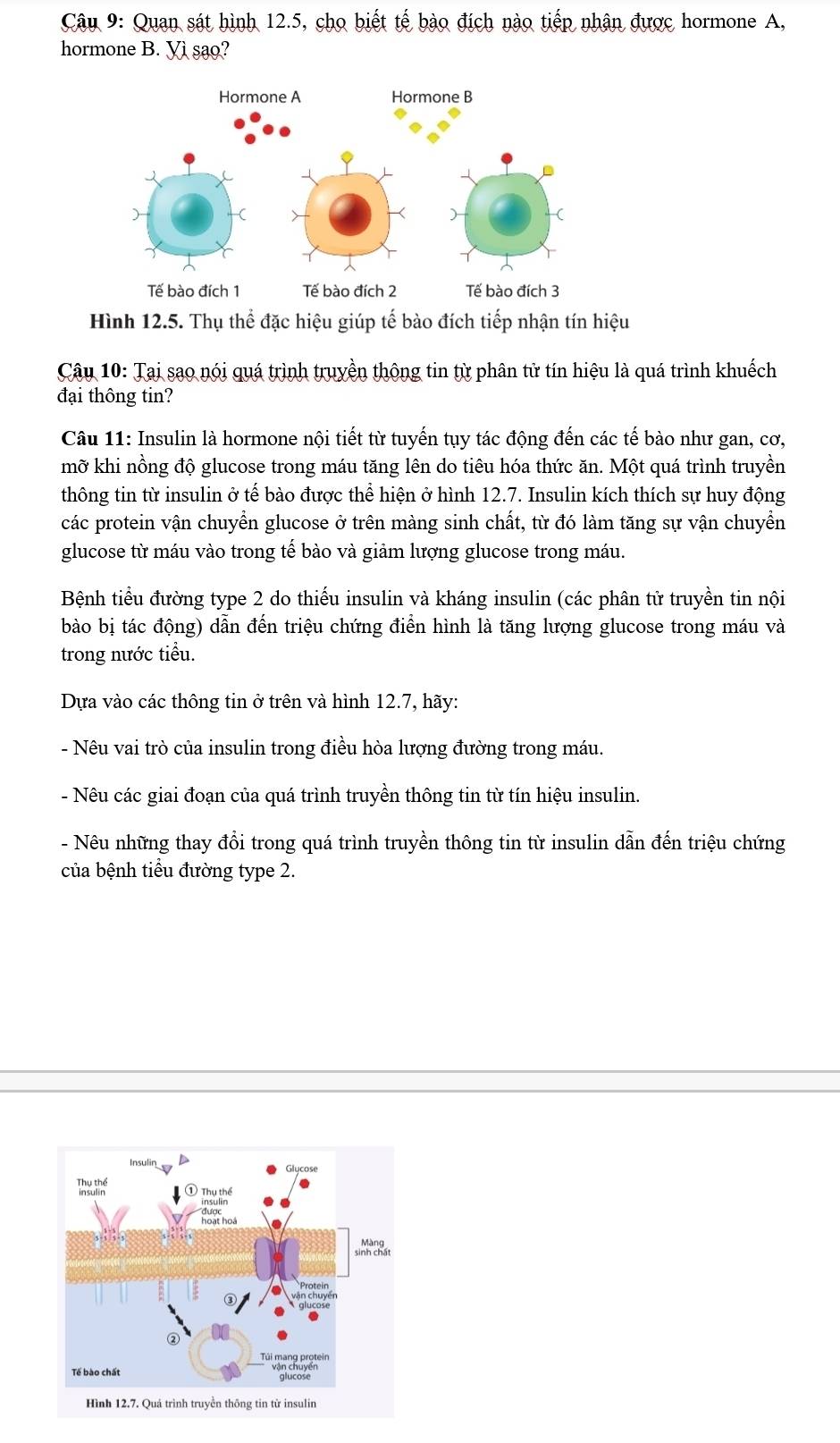 Quan sát hình 12.5, cho biết tế bào đích nào tiếp nhân được hormone A, 
hormone B. Vì sao? 
Hình 12.5. Thụ thể đặc hiệu giúp tế bào đích tiếp nhận tín hiệu 
Câu 10: Tại sao nói quá trình truyền thông tin từ phân tử tín hiệu là quá trình khuếch 
đại thông tin? 
Câu 11: Insulin là hormone nội tiết từ tuyến tụy tác động đến các tế bào như gan, cơ, 
mỡ khi nồng độ glucose trong máu tăng lên do tiêu hóa thức ăn. Một quá trình truyền 
thông tin từ insulin ở tế bào được thể hiện ở hình 12.7. Insulin kích thích sự huy động 
các protein vận chuyền glucose ở trên màng sinh chất, từ đó làm tăng sự vận chuyền 
glucose từ máu vào trong tế bào và giảm lượng glucose trong máu. 
Bệnh tiểu đường type 2 do thiếu insulin và kháng insulin (các phân tử truyền tin nội 
bào bị tác động) dẫn đến triệu chứng điển hình là tăng lượng glucose trong máu và 
trong nước tiểu. 
Dựa vào các thông tin ở trên và hình 12.7, hãy: 
- Nêu vai trò của insulin trong điều hòa lượng đường trong máu. 
- Nêu các giai đoạn của quá trình truyền thông tin từ tín hiệu insulin. 
- Nêu những thay đổi trong quá trình truyền thông tin từ insulin dẫn đến triệu chứng 
của bệnh tiểu đường type 2.