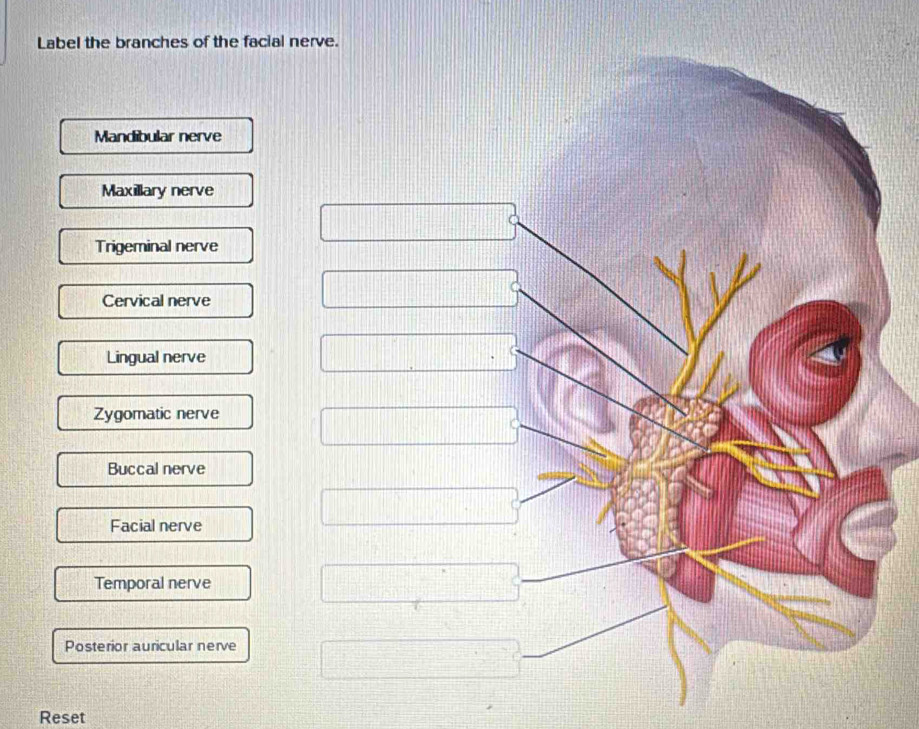 Solved: Label the branches of the facial nerve. Mandibular nerve ...