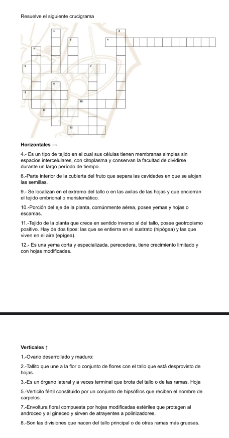 Resuelve el siguiente crucigrama 
Horizontales 
4.- Es un tipo de tejido en el cual sus células tienen membranas simples sin 
espacios intercelulares, con citoplasma y conservan la facultad de dividirse 
durante un largo período de tiempo. 
6.-Parte interior de la cubierta del fruto que separa las cavidades en que se alojan 
las semillas. 
9.- Se localizan en el extremo del tallo o en las axilas de las hojas y que encierran 
el tejido embrional o meristemático. 
10.-Porción del eje de la planta, comúnmente aérea, posee yemas y hojas o 
escamas. 
11.-Tejido de la planta que crece en sentido inverso al del tallo, posee geotropismo 
positivo. Hay de dos tipos: las que se entierra en el sustrato (hipógea) y las que 
viven en el aire (epígea). 
12.- Es una yema corta y especializada, perecedera, tiene crecimiento limitado y 
con hojas modificadas. 
Verticales ↑ 
1.-Ovario desarrollado y maduro: 
2.-Tallito que une a la flor o conjunto de flores con el tallo que está desprovisto de 
hojas. 
3.-Es un órgano lateral y a veces terminal que brota del tallo o de las ramas. Hoja 
5.-Verticilo fértil constituido por un conjunto de hipsófilos que reciben el nombre de 
carpelos. 
7.-Envoltura floral compuesta por hojas modificadas estériles que protegen al 
androceo y al gineceo y sirven de atrayentes a polinizadores. 
8.-Son las divisiones que nacen del tallo principal o de otras ramas más gruesas.