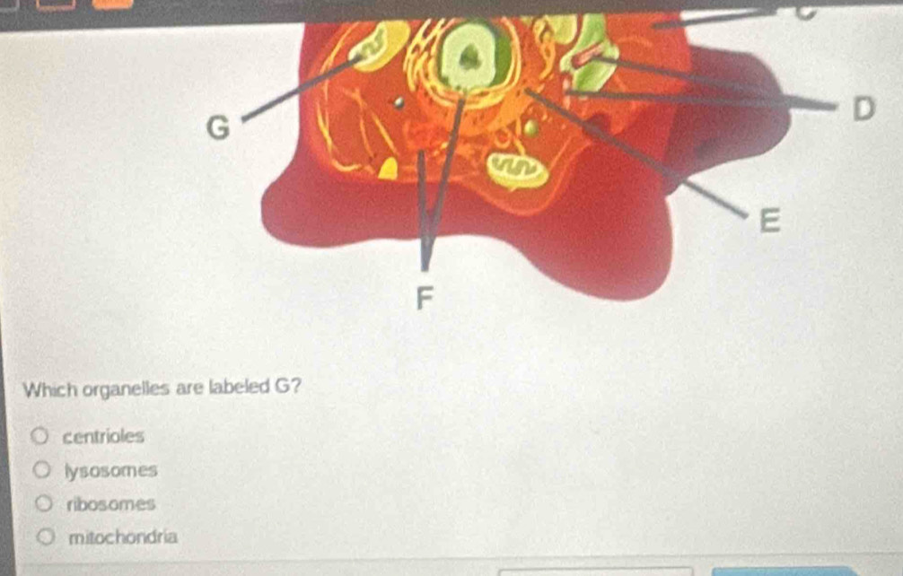 Which organelles are labeled G?
centrioles
lysosomes
ribosomes
mitochondria