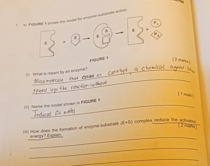 arate action 
marks ] 
_ 
_ 
(i) What is meant by an enzyme? 
[ 1 mark ] 
(ii) Name the model shown in FIGURE 1. 
(iii) How does the formation of enzyme-substrate (E+S) complex reduce the activation [ 2 marks ] 
_energy? Explain. 
_ 
_