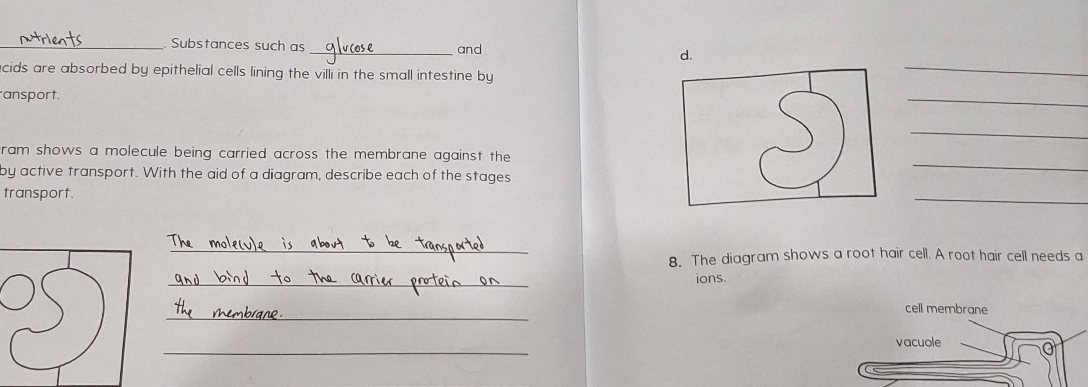 Substances such as _and d. 
cids are absorbed by epithelial cells lining the villi in the small intestine by 
_ 
ansport. 
ram shows a molecule being carried across the membrane against the 
S 
_ 
_ 
by active transport. With the aid of a diagram, describe each of the stages 
_ 
transport. 
_ 
_ 
8. The diagram shows a root hair cell. A root hair cell needs a 
_ 
ions. 
_ 
cell membrane 
_ 
vacuole