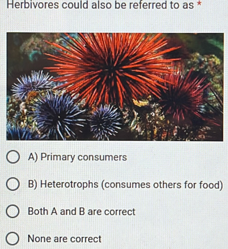 Herbivores could also be referred to as *
A) Primary consumers
B) Heterotrophs (consumes others for food)
Both A and B are correct
None are correct