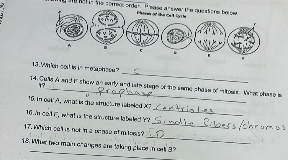 a 
winy are not in the correct order. Please answer the questions below. 
Phases of the Cell Cycle 
c D 
_ 
13. Which cell is in metaphase? 
it? 
14.Cells A and F show an early and late stage of the same phase of mitosis. What phase is 
_ 
15. In cell A, what is the structure labeled X? 
_ 
16. In cell F, what is the structure labeled Y? 
_ 
17. Which cell is not in a phase of mitosis? 
_ 
18. What two main changes are taking place in cell B?