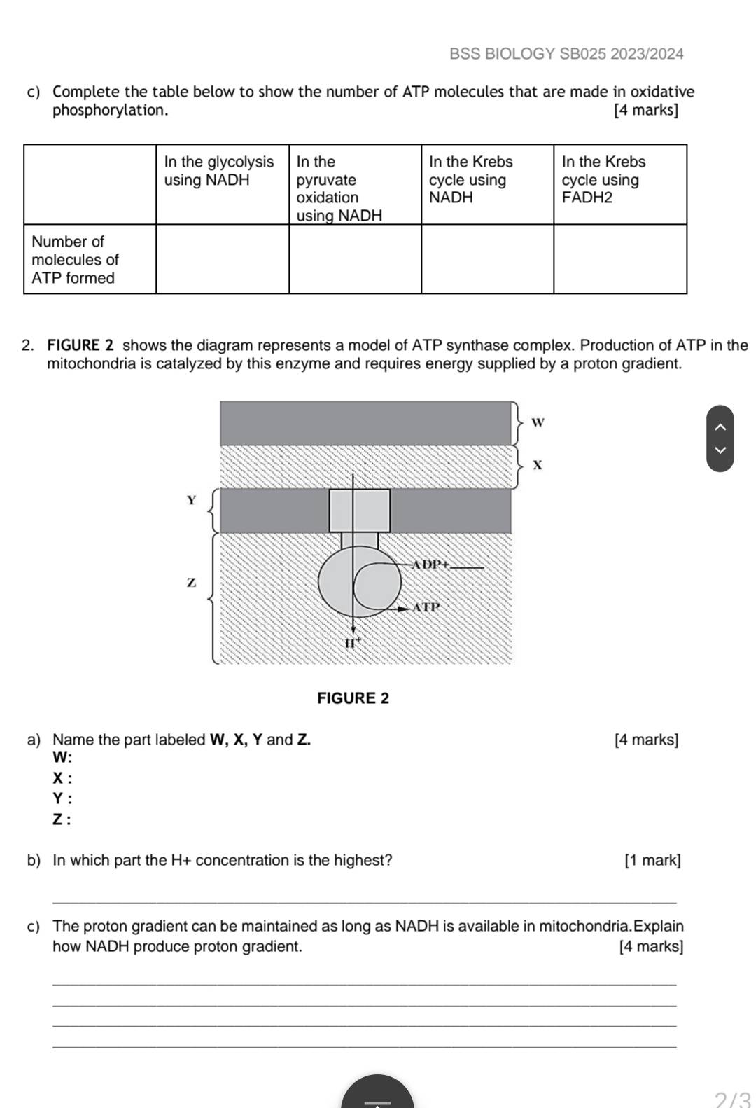 BSS BIOLOGY SB025 2023/2024
c) Complete the table below to show the number of ATP molecules that are made in oxidative
phosphorylation. [4 marks]
2. FIGURE 2 shows the diagram represents a model of ATP synthase complex. Production of ATP in the
mitochondria is catalyzed by this enzyme and requires energy supplied by a proton gradient.
FIGURE 2
a) Name the part labeled W, X, Y and Z. [4 marks]
W:
X :
Y :
Z :
b) In which part the H+ concentration is the highest? [1 mark]
_
c) The proton gradient can be maintained as long as NADH is available in mitochondria.Explain
how NADH produce proton gradient. [4 marks]
_
_
_
_
2/3