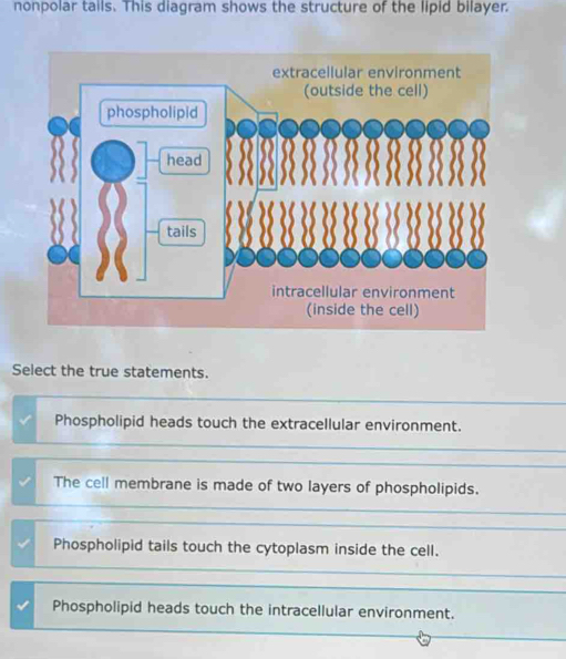nonpolar tails. This diagram shows the structure of the lipid bilayer ...