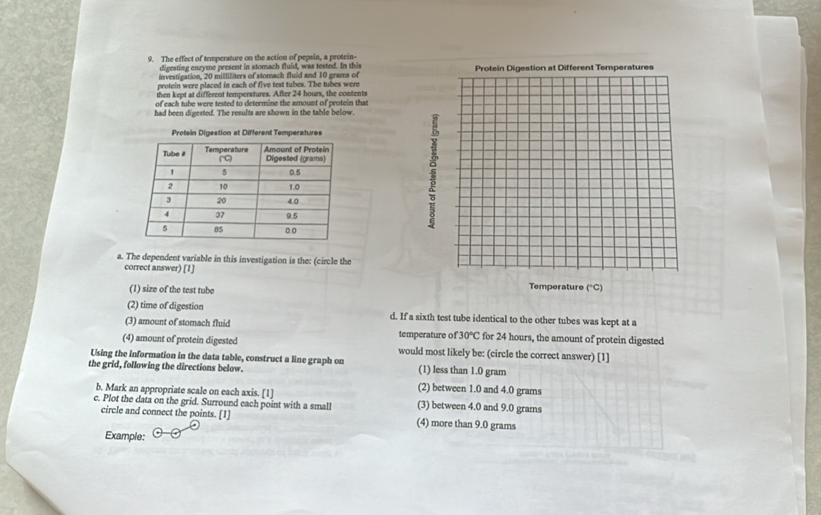 The effect of temperature on the action of pepsin, a protein-
digesting enzyme present in stomach fluid, was tested. In this
investigation, 20 milliliters of stomach fluid and 10 grams of ures
protein were placed in each of five test tubes. The tubes were
then kept at different temperatures. After 24 hours, the contents
of each tube were tested to determine the amount of protein that
had been digested. The results are shown in the table below.
Protein Digestion at Different Temperatures
a. The dependent variable in this investigation is the: (circle the
correct answer) [1]
(1) size of the test tube
Temperature (^circ C)
(2) time of digestion d. If a sixth test tube identical to the other tubes was kept at a
(3) amount of stomach fluid for 24 hours, the amount of protein digested
temperature of 30°C
(4) amount of protein digested would most likely be: (circle the correct answer) [1]
Using the information in the data table, construct a line graph on
the grid, following the directions below. (1) less than 1.0 gram
b. Mark an appropriate scale on each axis. [1]
(2) between 1.0 and 4.0 grams
c. Plot the data on the grid. Surround each point with a small (3) between 4.0 and 9.0 grams
circle and connect the points. [1] (4) more than 9.0 grams
Example: