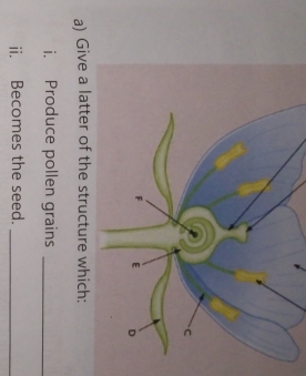 Produce pollen grains_ 
ii. Becomes the seed._