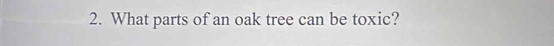 What parts of an oak tree can be toxic?