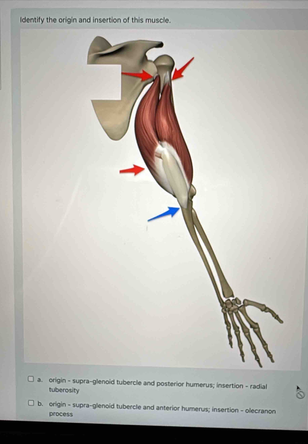 Identify the origin and insertion of this muscle.
a. origin - supra-glenoid tubercle and posterior humerus; insertion - radial
tuberosity
b. origin - supra-glenoid tubercle and anterior humerus; insertion - olecranon
process