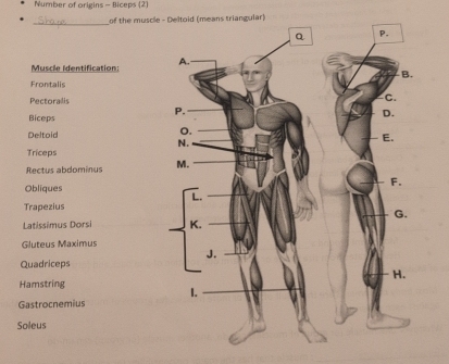 Number of origins - Biceps (2) 
_ 
of the muscleeans triangular) 
Muscle Identification: 
Frontalis 
Pectoralis 
Biceps 
Deltoid 
Triceps 
Rectus abdominus 
Obliques 
Trapezius 
Latissimus Dorsi 
Gluteus Maximus 
Quadriceps 
Hamstring 
Gastrocnemius 
Soleus