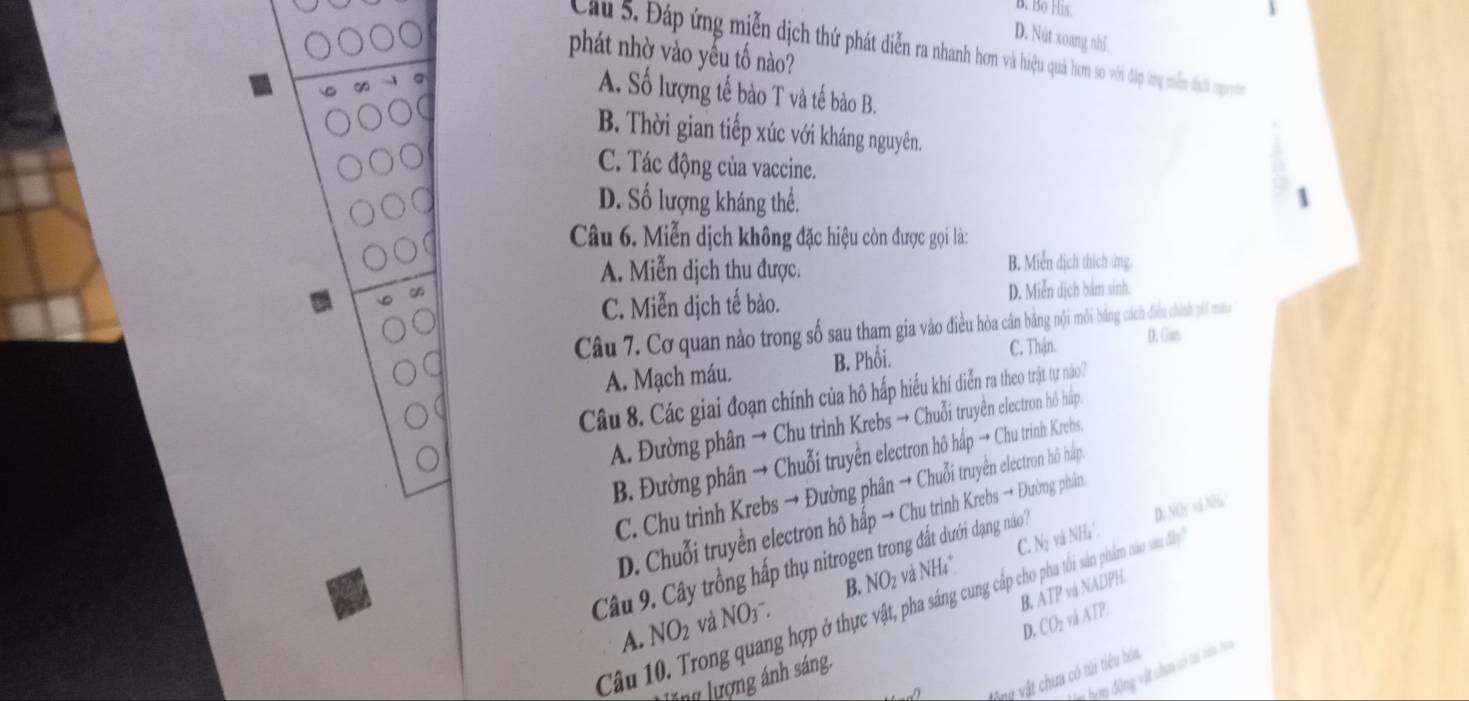 B. Bo His.
D. Nút xoang nhĩ
phát nhờ vào yếu tố nào? Cầu 5. Đáp ứng miễn dịch thứ phát diễn ra nhanh hon và hiệu quà hơm so với đặp ứng miễn địch p
A. Số lượng tế bào T và tế bảo B.
B. Thời gian tiếp xúc với kháng nguyên.
C. Tác động của vaccine.
D. Số lượng kháng thể. 
Câu 6. Miễn dịch không đặc hiệu còn được gọi là:
A. Miễn dịch thu được. B. Miễn dịch thích ứng.
C. Miễn dịch tế bào. D. Miễn dịch bàm sinh.
Câu 7. Cơ quan nào trong sổ sau tham gia vào điu hàa c ng nội môi bảng cách điều chính pối mano
a B. Phổi. C. Thận. D. Gan
A. Mạch máu.
Câu 8. Các giai đoạn chính của hô hấp hiều khí diễn ra theo trật tự nào?
A. Đường phân → Chu trình Krebs → Chuỗi truyền electron hồ háp
B. Đường phân → Chuỗi truyền electron hô háp → Chu trinh Krehs.
C. Chu trình Krebs → Đường phân → Chuỗi truyền electron hô háp
D. Chuỗi truyền electron hô hấp → Chu trình Krebs → Đường phản
C. Nị và NHa. D. NOy sà N
Câu 9. Cây trồng hấp thụ nitrogen trong đất dưới dạng náo 
B. NO_2
A. NO_2 và NO3¯. và NH₄*
D. CO₂ và ATP. B. ATP và NADPH.
Cầu 10. Trong quang hợp ở thực vật, pha sáng cung cập cho pha tôi sản phẩm nào sau đây
a hom động, vật chưa v ta của hoa
vộng vật chưa có túi tiểu hóa
ng lượng ánh sáng.