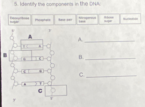 Identify the components in the DNA:
Deoxyribose Phosphate Base pair Nitrogenous base Ribose sugar Nucleotide
sugar
A._
B._
C._