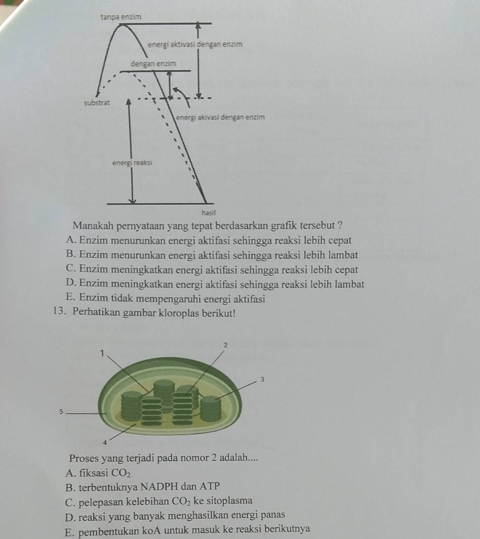 fik tersebut ?
A. Enzim menurunkan energi aktifasi sehingga reaksi lebih cepat
B. Enzim menurunkan energi aktifasi sehingga reaksi lebih lambat
C. Enzim meningkatkan energi aktifasi sehingga reaksi lebih cepat
D. Enzim meningkatkan energi aktifasi sehingga reaksi lebih lambat
E. Enzim tidak mempengaruhi energi aktifasi
13. Perhatikan gambar kloroplas berikut!
Proses yang terjadi pada nomor 2 adalah....
A. fiksasi CO_2
B. terbentuknya NADPH dan ATP
C. pelepasan kelebihan CO_2 ke sitoplasma
D. reaksi yang banyak menghasilkan energi panas
E. pembentukan koA untuk masuk ke reaksi berikutnya