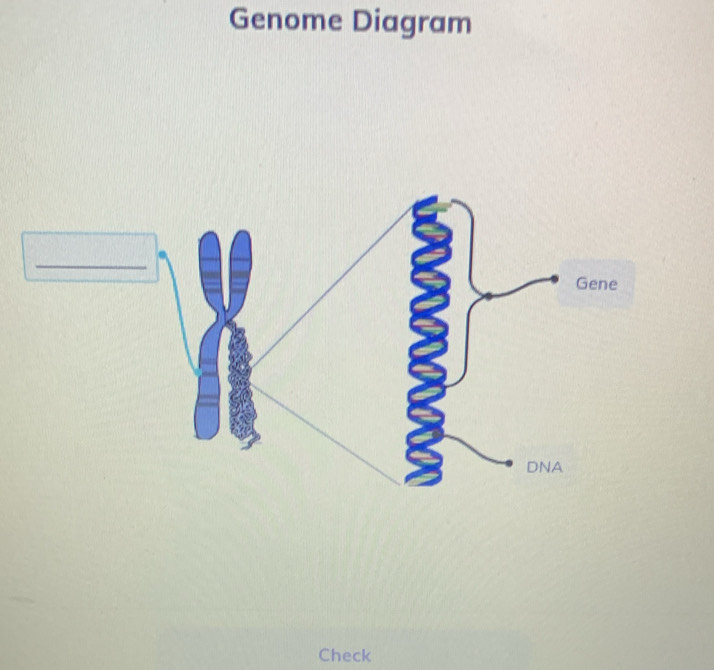 Genome Diagram 
Check