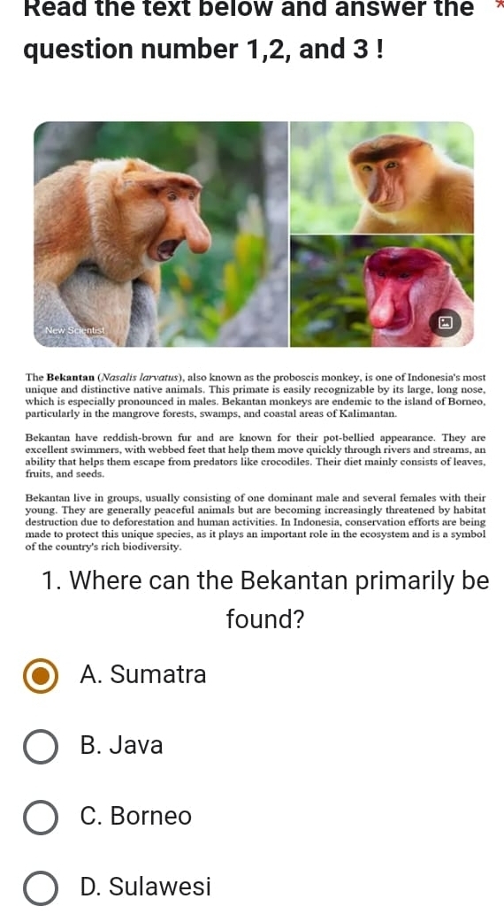 Read the text below and answer the 
question number 1, 2, and 3!
The Bekantan (Nasalis larvatus), also known as the proboscis monkey, is one of Indonesia's most
unique and distinctive native animals. This primate is easily recognizable by its large, long nose,
which is especially pronounced in males. Bekantan monkeys are endemic to the island of Borneo,
particularly in the mangrove forests, swamps, and coastal areas of Kalimantan.
Bekantan have reddish-brown fur and are known for their pot-bellied appearance. They are
excellent swimmers, with webbed feet that help them move quickly through rivers and streams, an
ability that helps them escape from predators like crocodiles. Their diet mainly consists of leaves,
fruits, and seeds.
Bekantan live in groups, usually consisting of one dominant male and several females with their
young. They are generally peaceful animals but are becoming increasingly threatened by habitat
destruction due to deforestation and human activities. In Indonesia, conservation efforts are being
made to protect this unique species, as it plays an important role in the ecosystem and is a symbol
of the country's rich biodiversity.
1. Where can the Bekantan primarily be
found?
A. Sumatra
B. Java
C. Borneo
D. Sulawesi