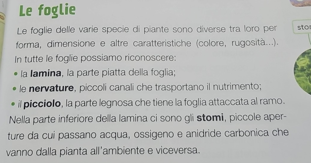 Le foglie 
Le foglie delle varie specie di piante sono diverse tra loro per stor 
forma, dimensione e altre caratteristiche (colore, rugosità...). 
In tutte le foglie possiamo riconoscere: 
la Iamina, la parte piatta della foglia; 
le nervature, piccoli canali che trasportano il nutrimento; 
il picciolo, la parte legnosa che tiene la foglia attaccata al ramo. 
Nella parte inferiore della lamina ci sono gli stomi, piccole aper- 
ture da cui passano acqua, ossigeno e anidride carbonica che 
vanno dalla pianta all'ambiente e viceversa.