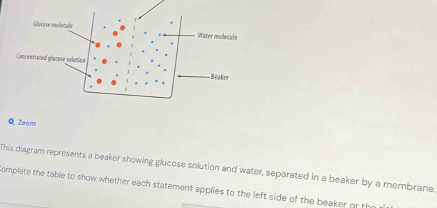 Glucose molecule Water molecule 
* 
Concentrated glucose solution 
Beaker 
Q Zoom 
This diagram represents a beaker showing glucose solution and water, separated in a beaker by a membrane. 
Complete the table to show whether each statement applies to the left side of the beaker or the