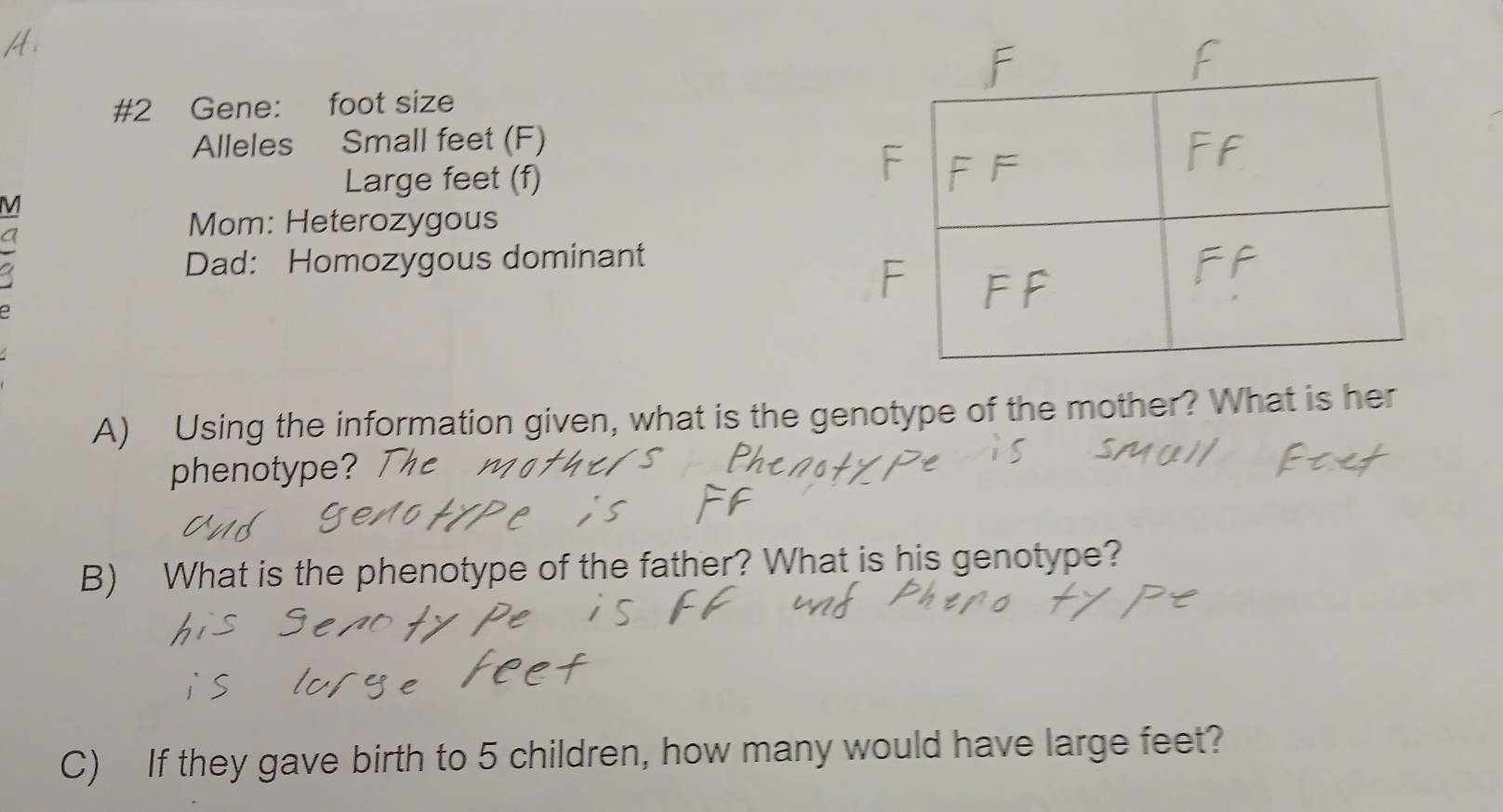 #2 Gene: foot size 
Alleles Small feet (F)
Large feet (f) 
M 
Mom: Heterozygous 
Dad: Homozygous dominant 
A) Using the information given, what is the genotype of the mother? What is her 
phenotype? 
B) What is the phenotype of the father? What is his genotype? 
C) If they gave birth to 5 children, how many would have large feet?