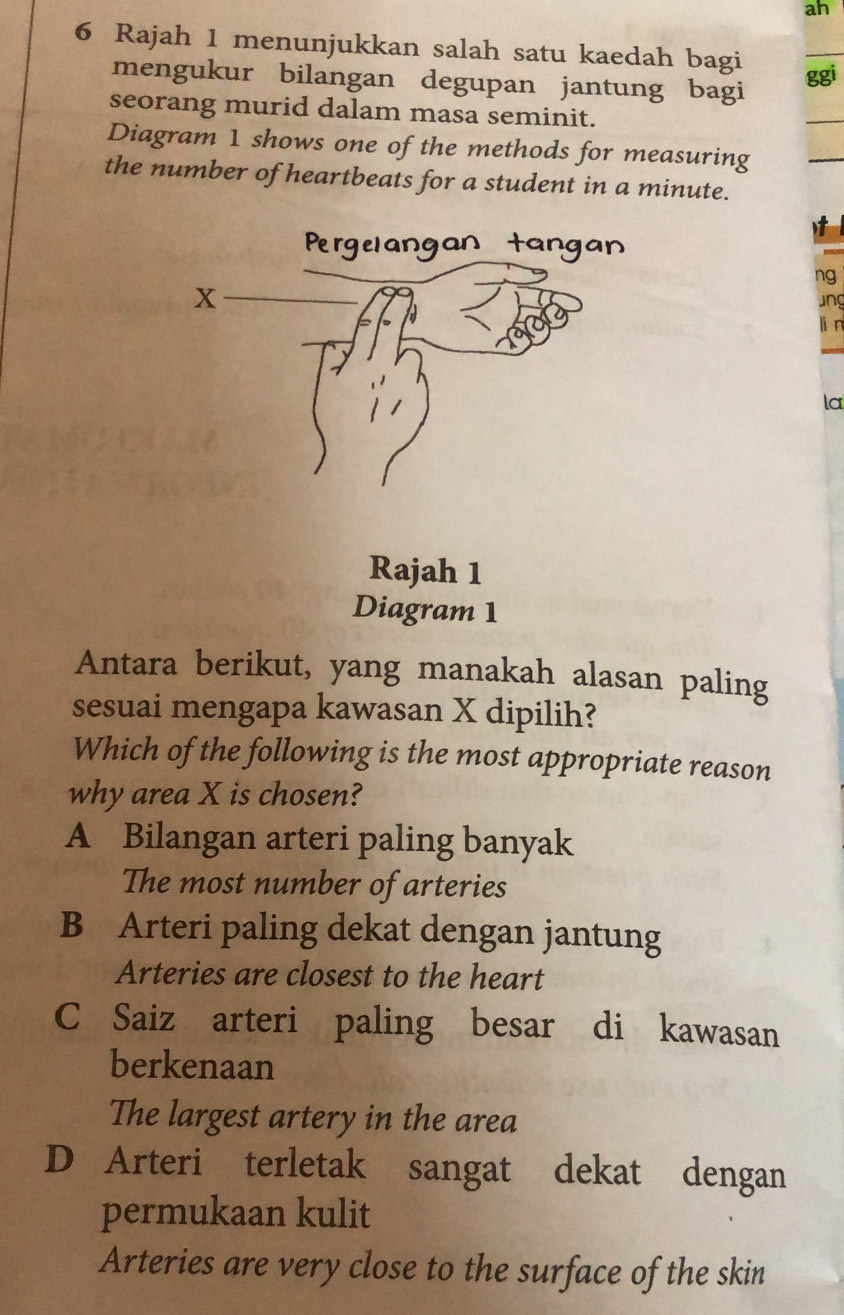 ah
6 Rajah 1 menunjukkan salah satu kaedah bagi
mengukur bilangan degupan jantung bagi ggi
seorang murid dalam masa seminit.
Diagram 1 shows one of the methods for measuring
_
the number of heartbeats for a student in a minute.
It
ng
ng
lián
la
Antara berikut, yang manakah alasan paling
sesuai mengapa kawasan X dipilih?
Which of the following is the most appropriate reason
why area X is chosen?
A Bilangan arteri paling banyak
The most number of arteries
B Arteri paling dekat dengan jantung
Arteries are closest to the heart
C Saiz arteri paling besar di kawasan
berkenaan
The largest artery in the area
D Arteri terletak sangat dekat dengan
permukaan kulit
Arteries are very close to the surface of the skin