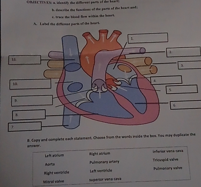 OBJECTIVES: a. identify the different parts of the heart;
b. describe the functions of the parts of the heart and;
c. trace the blood flow within the heart.
A. Label the different parts of the heart.
B. Copy and complete each statement. Choose from the words inside the box. You may duplicate
answer.
Left atrium Right atrium inferior vena cava
Aorta Pulmonary artery Tricuspid valve
Right ventricle Left ventricle Pulmonary valve
Mitral valve superior vena cava