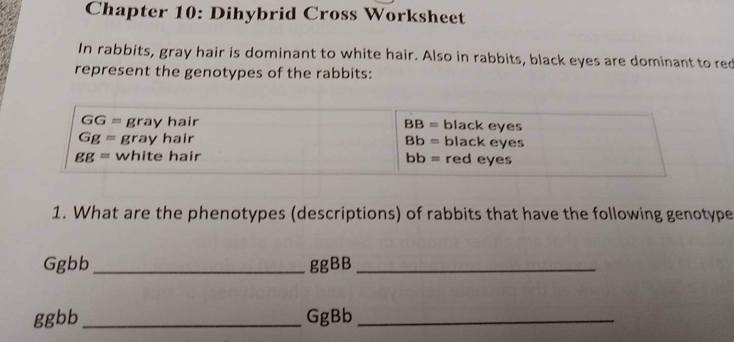 Chapter 10: Dihybrid Cross Worksheet
In rabbits, gray hair is dominant to white hair. Also in rabbits, black eyes are dominant to red
represent the genotypes of the rabbits:
GG= gray hair BB= black eyes
Gg= gray hair Bb= black eyes
gg= white hair bb= red eyes
1. What are the phenotypes (descriptions) of rabbits that have the following genotype
Ggbb _ ggBB _
ggbb _GgBb_