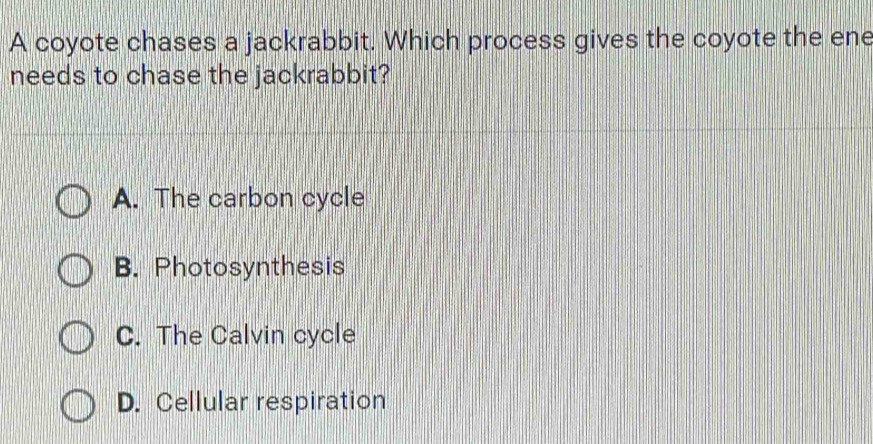 A coyote chases a jackrabbit. Which process gives the coyote the ene
needs to chase the jackrabbit?
A. The carbon cycle
B. Photosynthesis
C. The Calvin cycle
D. Cellular respiration