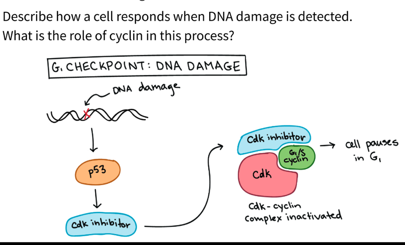 Describe how a cell responds when DNA damage is detected. 
What is the role of cyclin in this process?