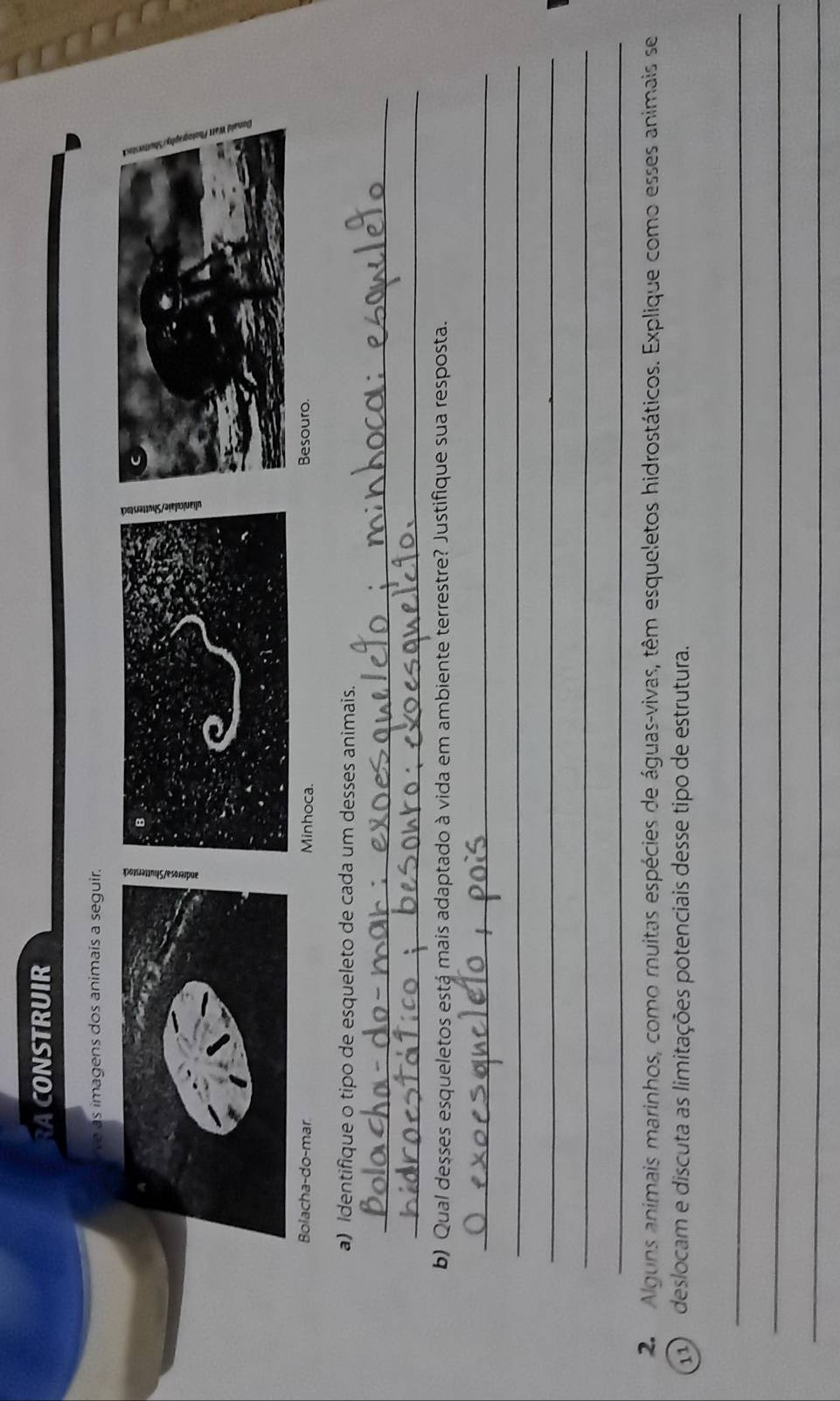 RACONSTRUIR 
ie as imagens dos animais a seguir. 
Bolacha-do-mar. Minhoca. Besouro. 
a) Identifique o tipo de esqueleto de cada um desses animais. 
_ 
_ 
b) Qual desses esqueletos está mais adaptado à vida em ambiente terrestre? Justifique sua resposta. 
_ 
_ 
_ 
_ 
_ 
2 Alguns animais marinhos, como muitas espécies de águas-vivas, têm esqueletos hidrostáticos. Explique como esses animais se 
) deslocam e discuta as limitações potenciais desse tipo de estrutura. 
_ 
_ 
_