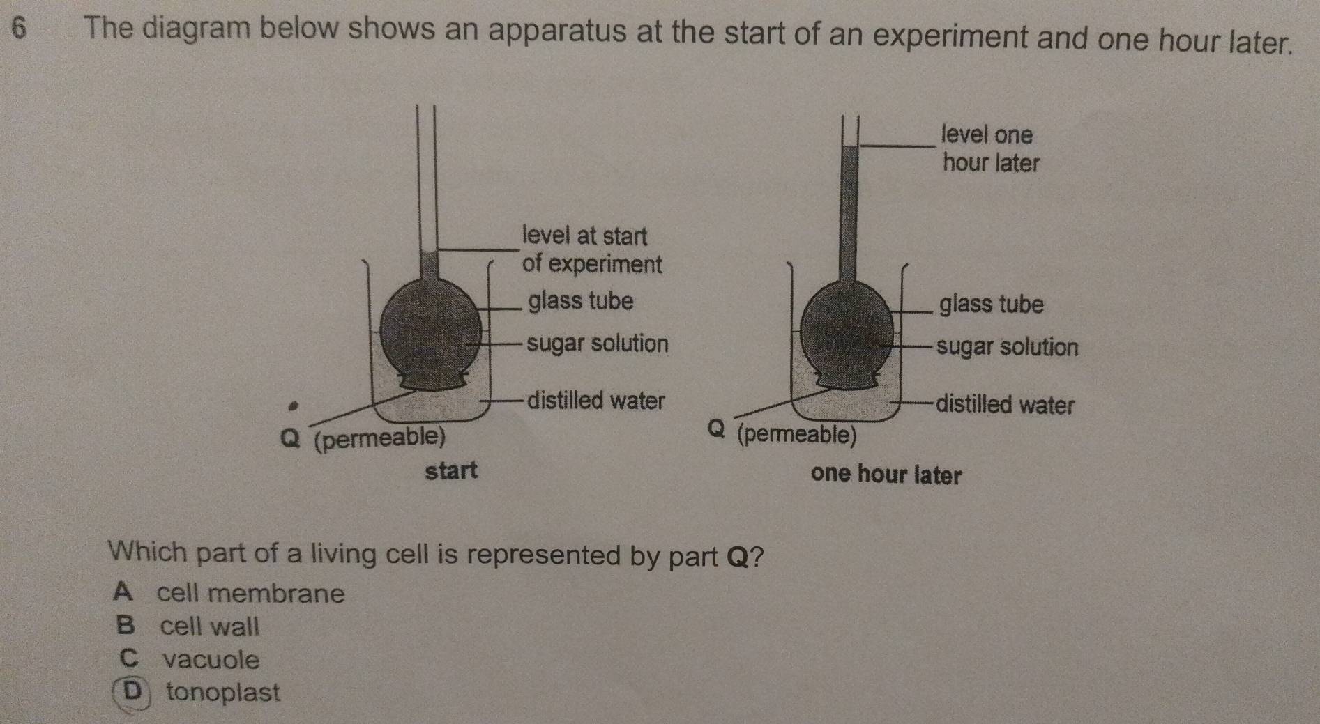 The diagram below shows an apparatus at the start of an experiment and one hour later.
Which part of a living cell is represented by part Q?
A cell membrane
B cell wall
C vacuole
Dtonoplast