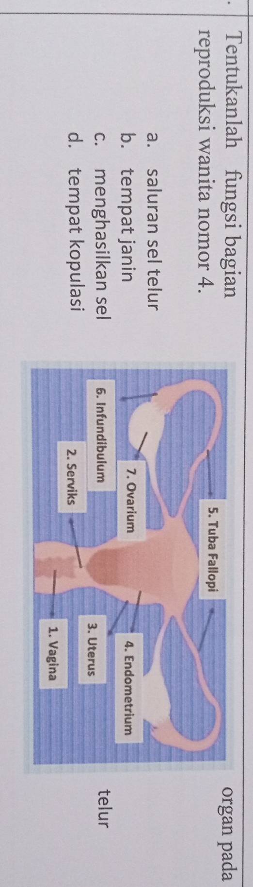 Tentukanlah fungsi bagianrgan pada
reproduksi wanita nomor 4.
a. saluran sel telur
b. tempat janin
c. menghasilkan sel elur
d. tempat kopulasi