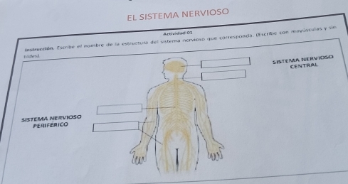 EL SISTEMA NERVIOSO 
Articdat ot 
nides] Instrucción. Escribe el nombre de la estructura del sistera nervioso que corresponda. (Escribe con mayúsculas y sin 
SISTEMA NERVIOSO CENTILAL 
SISTEMA NERVIOSO Periférico