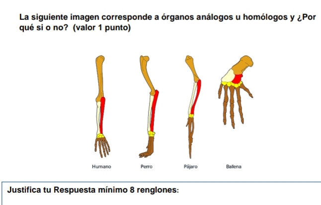 La siguiente imagen corresponde a órganos análogos u homólogos y ¿Por 
qué si o no? (valor 1 punto) 
Justifica tu Respuesta mínimo 8 renglones: