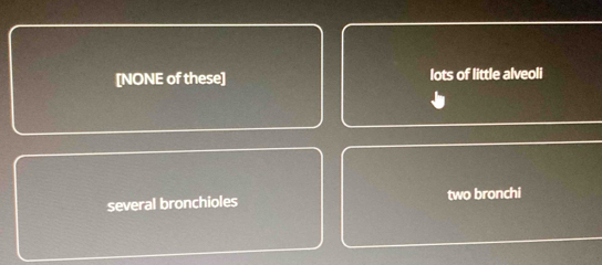 [NONE of these] lots of little alveoli
several bronchioles two bronchi