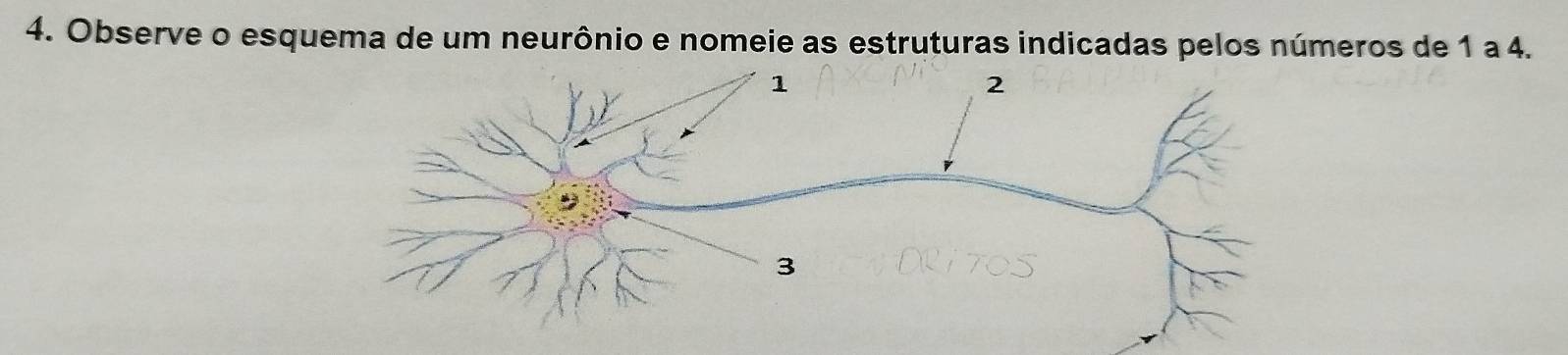 Observe o esquema de um neurônio e nomeie as estruturas indicadas pelos números de 1 a 4.