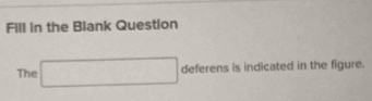 Fill in the Blank Question 
The □ deferensisin dicated in the figure.