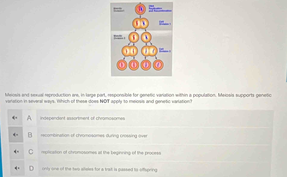 Meiosis and sexual reproduction are, in large part, responsible for genetic variation within a population. Meiosis supports genetic
variation in several ways. Which of these does NOT apply to meiosis and genetic variation?
A independent assortment of chromosomes
B recombination of chromosomes during crossing over
C replication of chromosomes at the beginning of the process
only one of the two alleles for a trait is passed to offspring