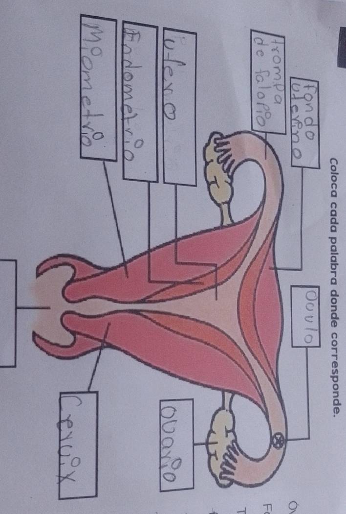 Coloca cada palabra donde corresponde. 
F