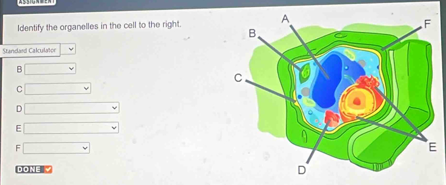 Identify the organelles in the cell to the right.
Standard Calculator
B □
C □
D □
E □
F □ 
DONE