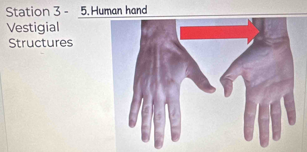 Station 3 - 5. Human hand 
Vestigial 
Structures